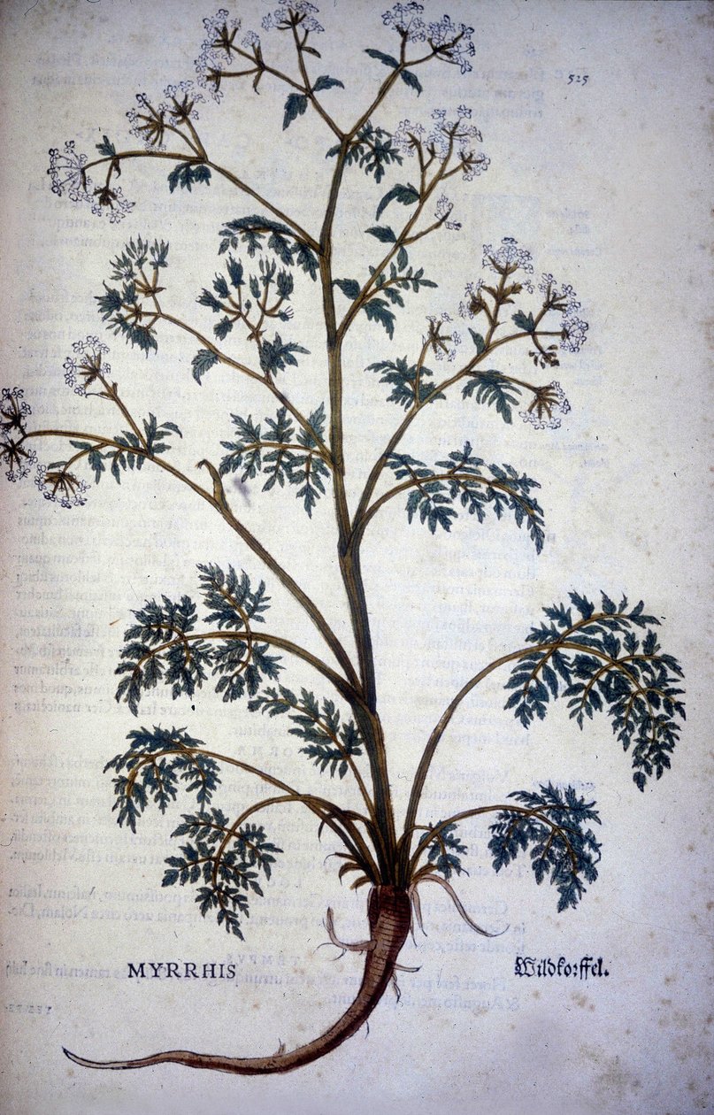 Myrrhis Odorata Fuchs: trybula piżmo – w „„Historii naturalnej kakao i cukru”” autorstwa Unknown artist