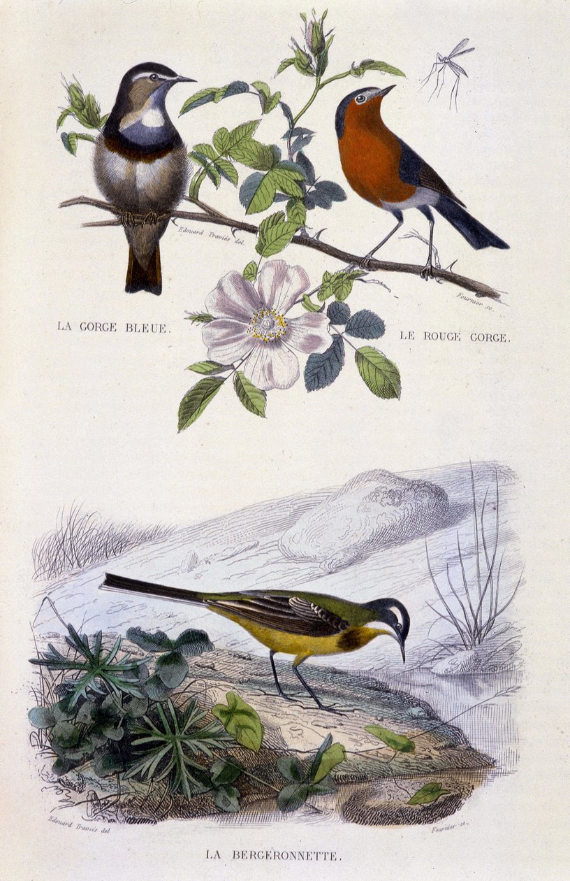 Tablica historii naturalnej: Ptaki: podróżniczek (Gorge Bleue), rudzik (Wąwóz Rouge) i pliszka - w „Pracach Buffona, T.5, wyd. Pali Jouvet & Cie autorstwa Unknown artist