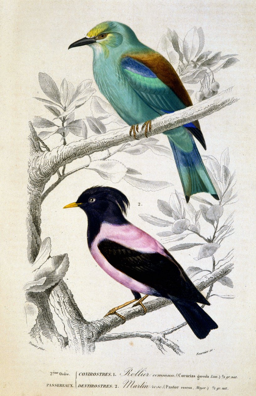 Tabliczka z historii naturalnej: Ptaki: Rollier commun et martin rose - in „” Works of Buffon, T.5, ed. Fume Jouvet & Cie autorstwa Unknown artist