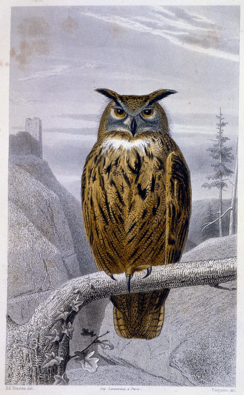 Talerz historii naturalnej: Sowa: Wielki Książę (Wielki Książę) - w „Dziełach Buffona”, T.5, wyd. Fume Jouvet & Cie autorstwa Unknown artist