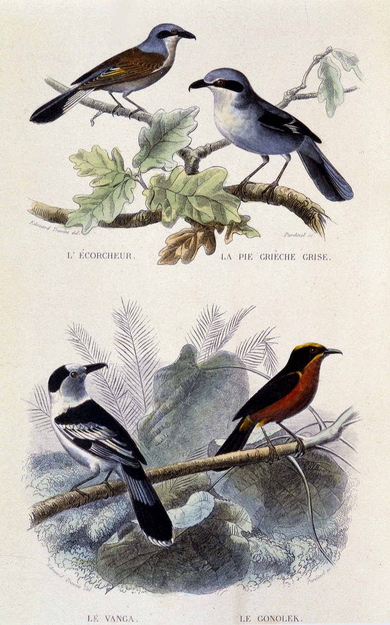 Tablica historii naturalnej: Ptaki: ecorcheur, szare ciasto greche, vanga i gonolek - w „Dziełach Buffona”, T.5, wyd. Palenie Jouvet & Cie autorstwa Unknown artist