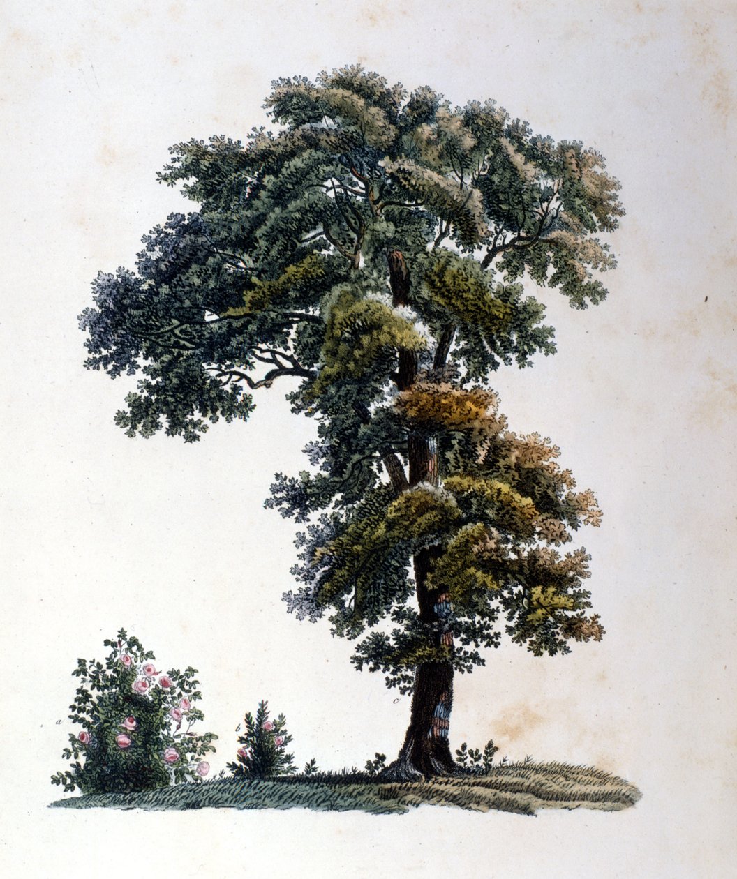 Dąb. Grawerowanie na początku XIX wieku. autorstwa Unknown artist