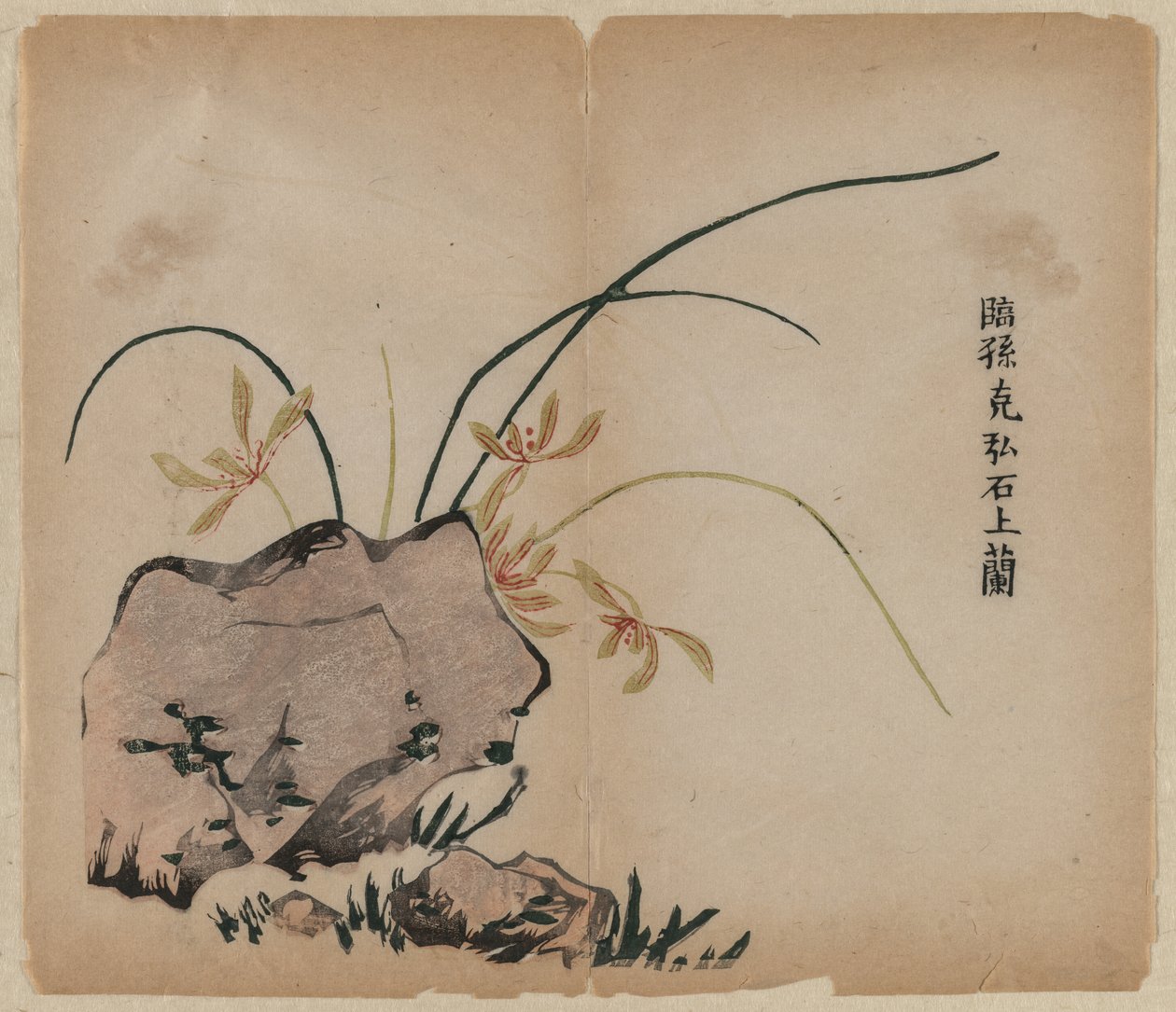 Orchidea na skałach autorstwa Unknown artist