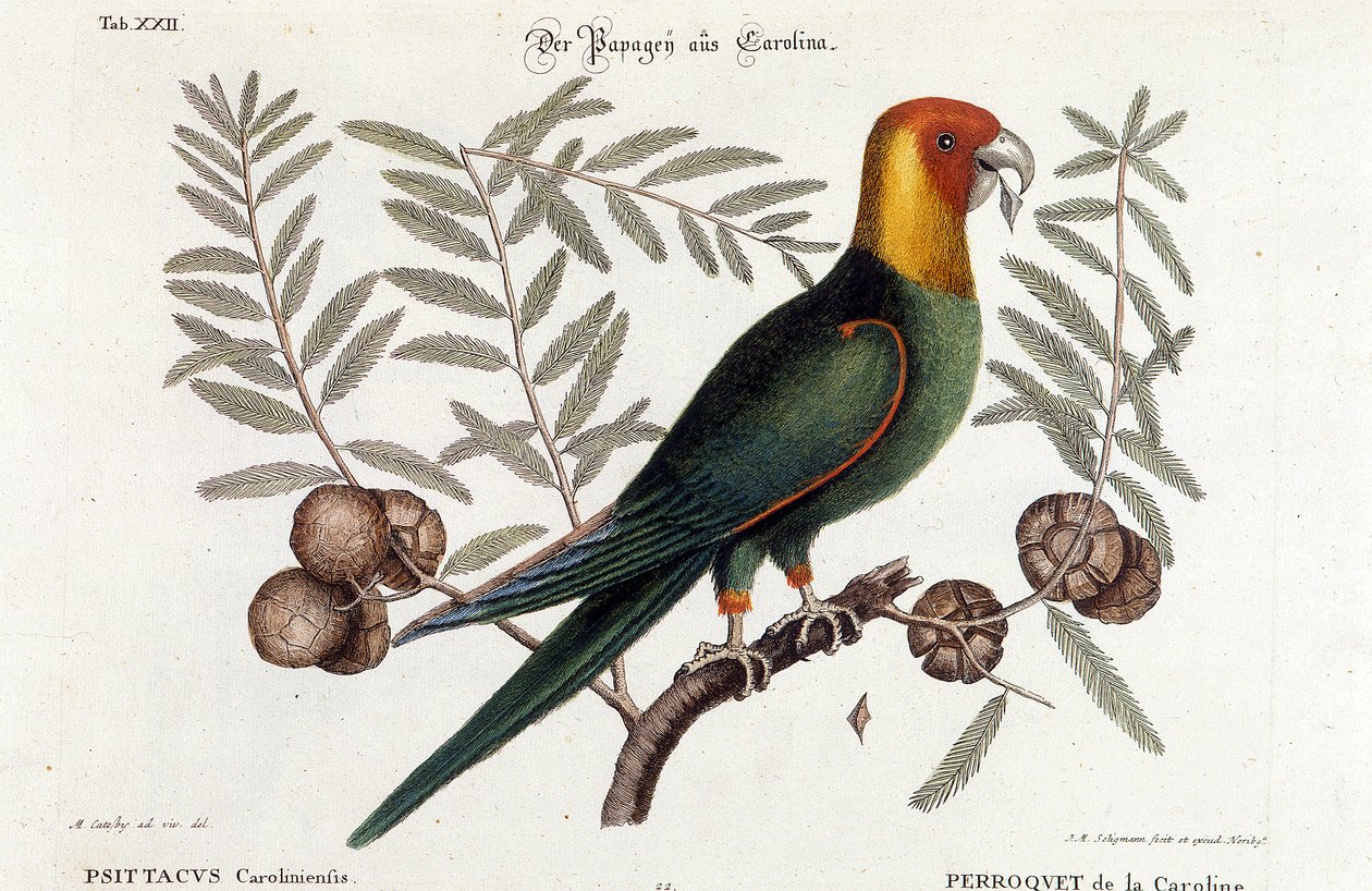 Ornitologia: papuga Karolina. (Psittacus caroliniensis) autorstwa Unknown artist