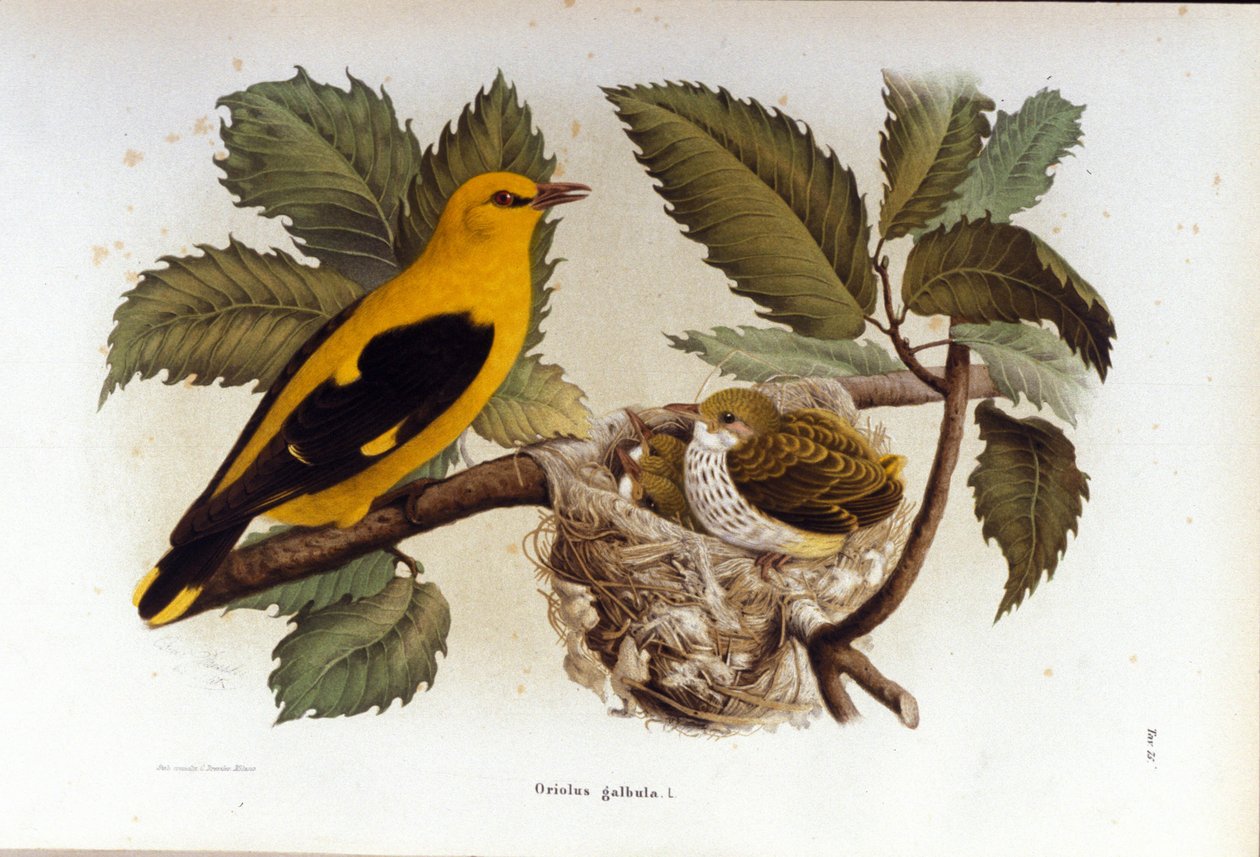 Ornitologia: loriota w pobliżu gniazda młodych. autorstwa Unknown artist