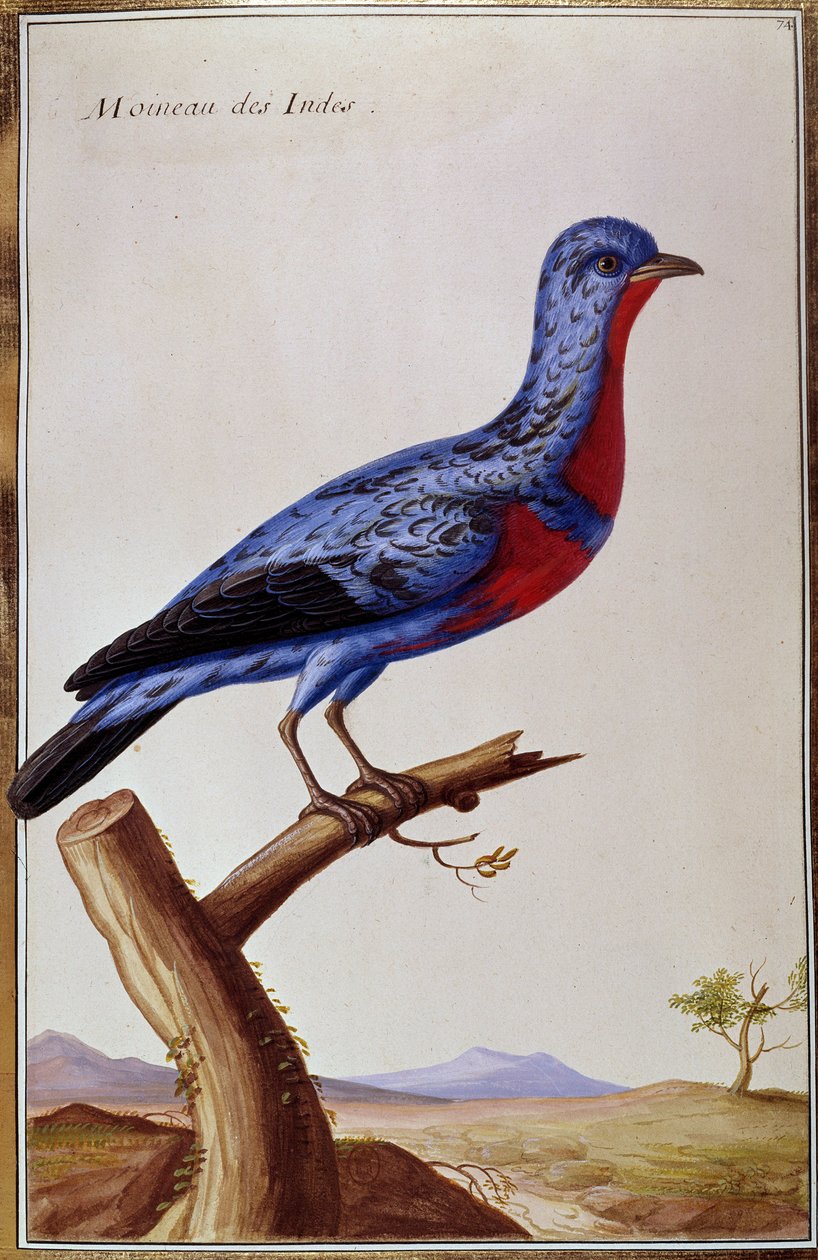 Ornitologia: wróbel z Indii. Płyta z XVIII wieku. Paryż, B.N. autorstwa Unknown artist