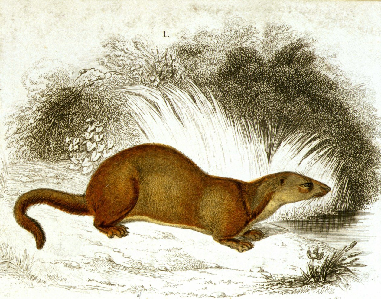 Wydra - grawer kolorowy. Grawerowanie z XIX wieku. autorstwa Unknown artist