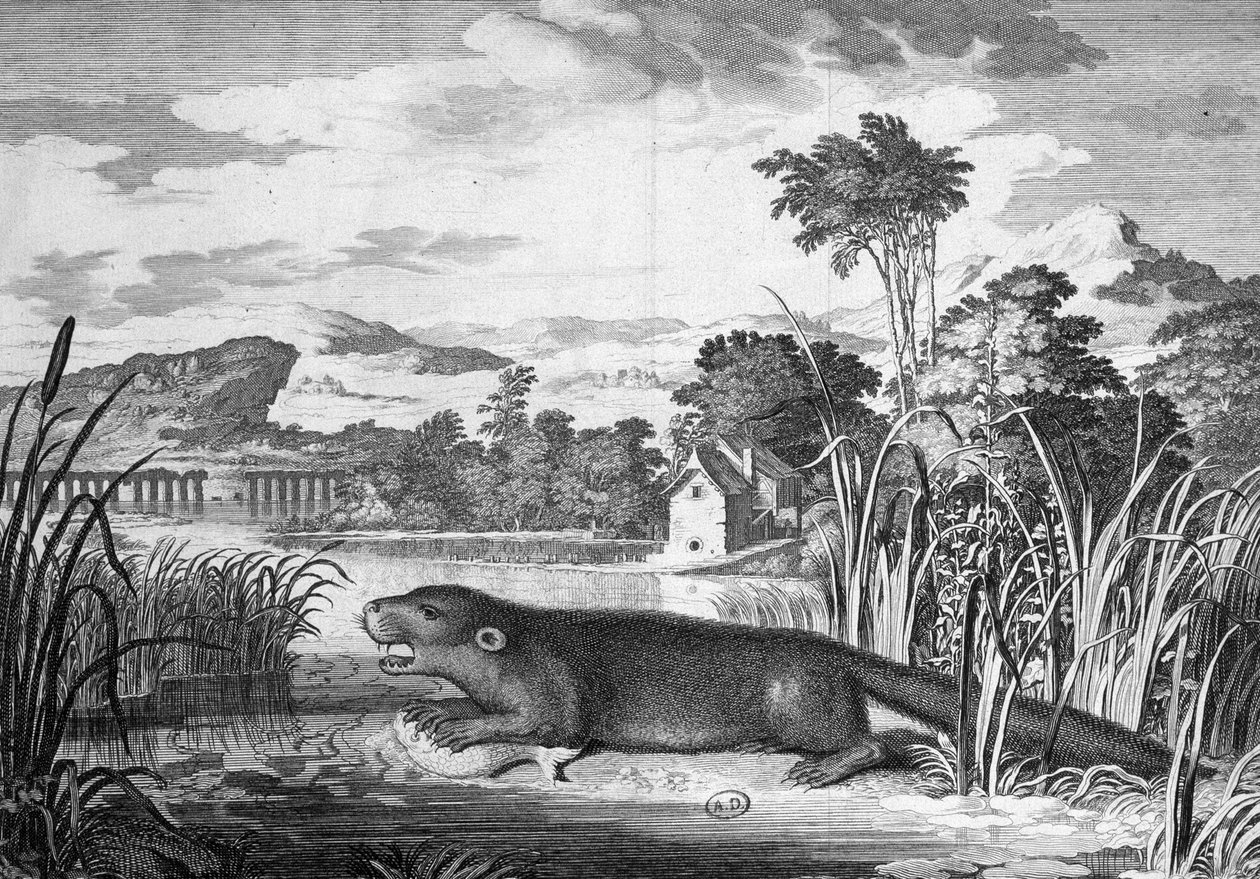 Wydra - grawer autorstwa Unknown artist