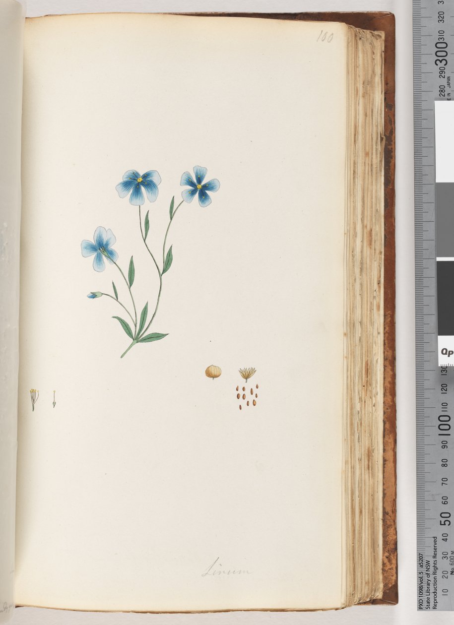 Strona 100. Linum autorstwa Unknown artist