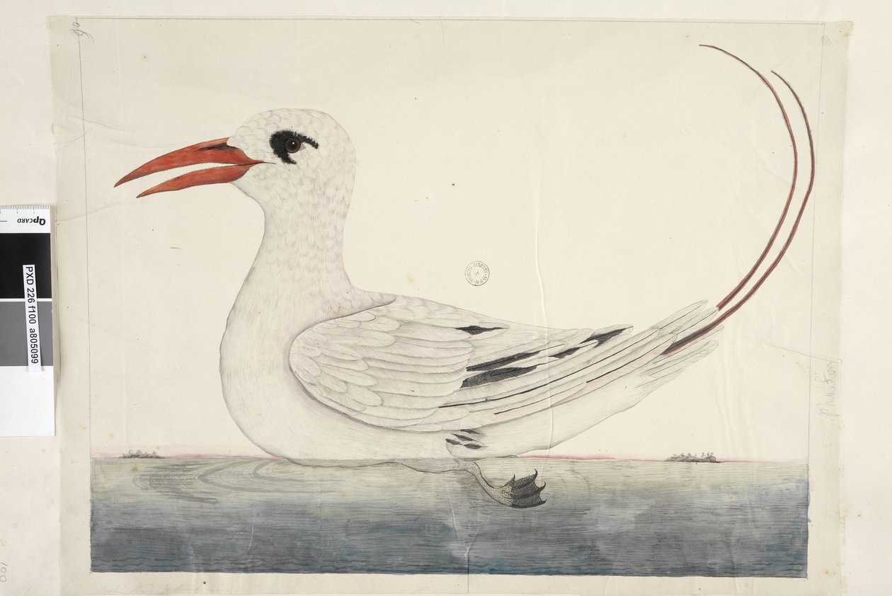 Strona 100. Phaeton Red, Tailed Tropicbird Phaethon rubricauda, 1791-92 autorstwa Unknown artist