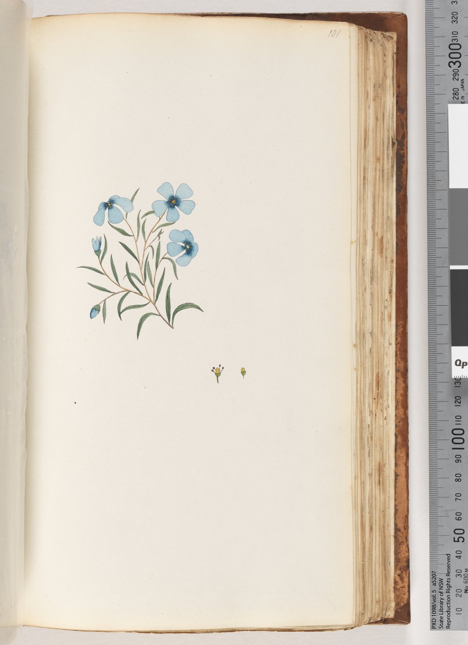 Strona 101. Niezidentyfikowana roślina autorstwa Unknown artist