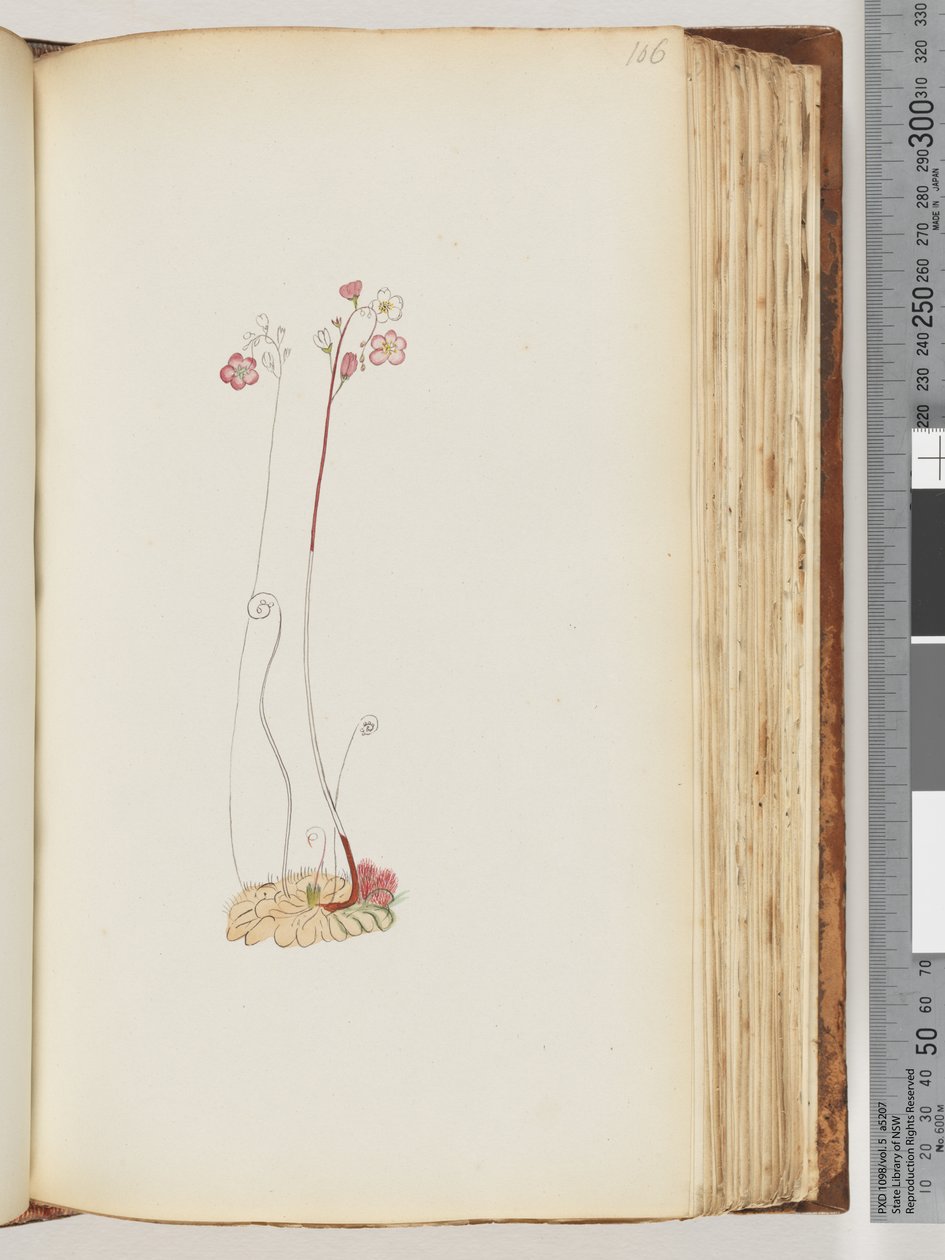Strona 106. Brak napisu, rysunek niedokończony autorstwa Unknown artist