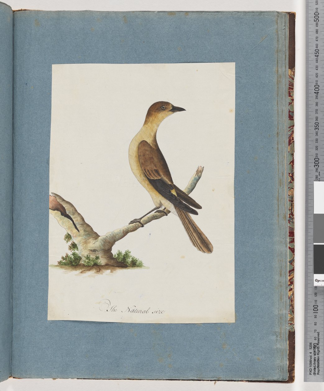 Strona 109. Niezidentyfikowany ptak autorstwa Unknown artist