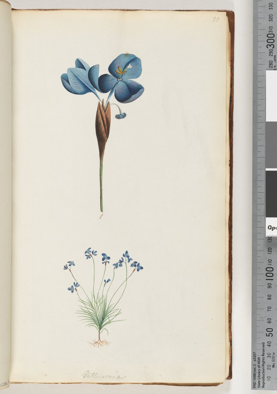 Strona 10. Pattersonia autorstwa Unknown artist