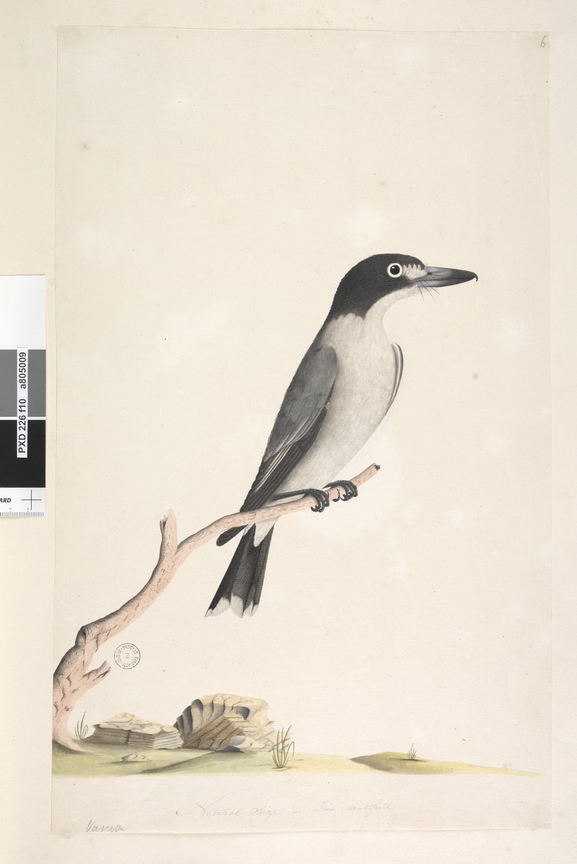 Strona 10. Vanga. na dole pośrodku w innej ręce Naturalnej wielkości, tęczówka wątpliwa Samiec drapieżnika szarego Cracticus torquatus, 1791-92 autorstwa Unknown artist