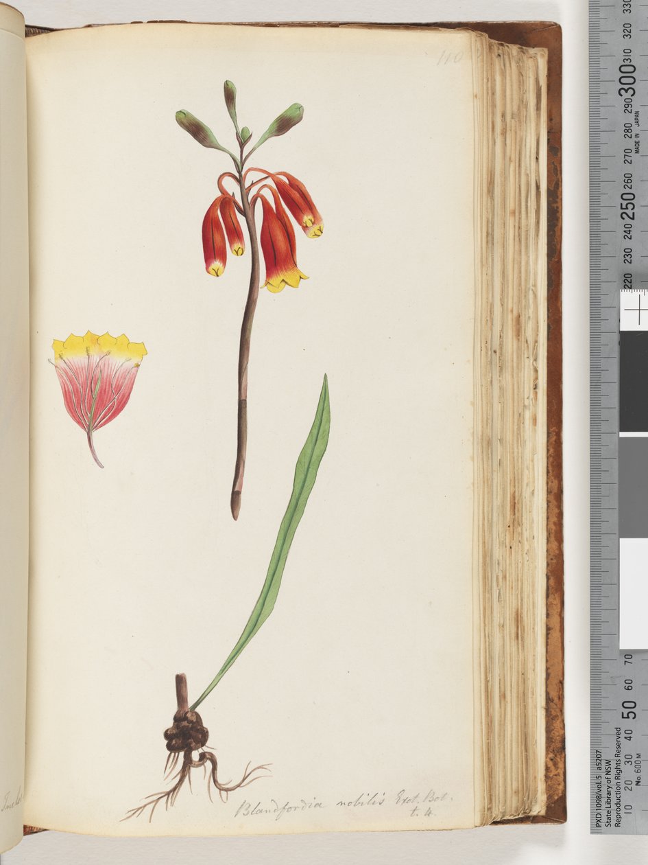Strona 110. Blandfordia nobilis Exot. Dolna / t. 4. Dzwonek bożonarodzeniowy autorstwa Unknown artist