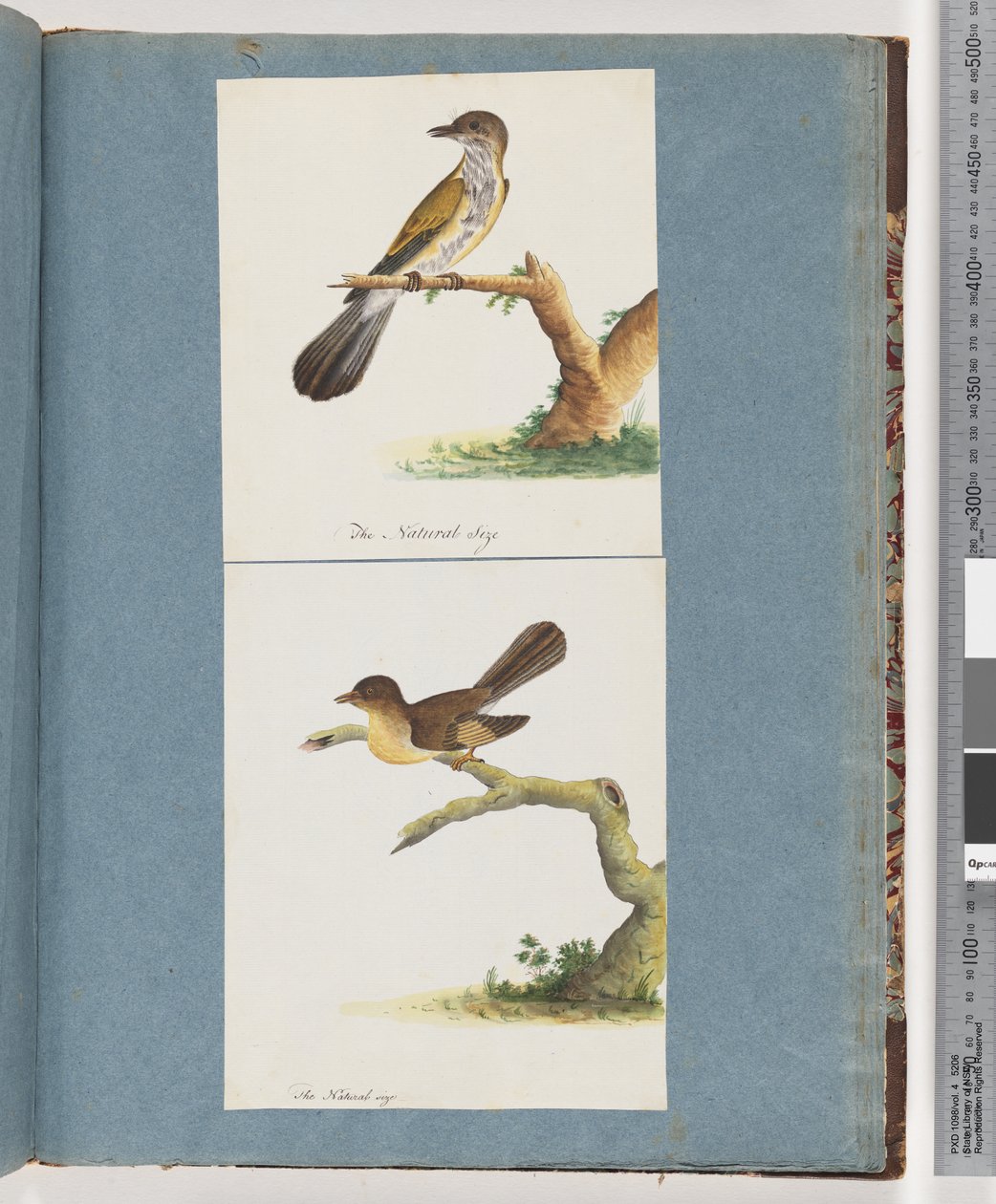 Strona 111. Niezidentyfikowany ptak. 112. Niezidentyfikowany ptak. autorstwa Unknown artist