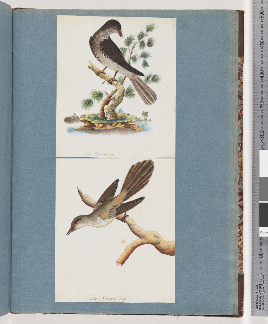 Strona 119. Niezidentyfikowany ptak. 120. Niezidentyfikowany ptak autorstwa Unknown artist