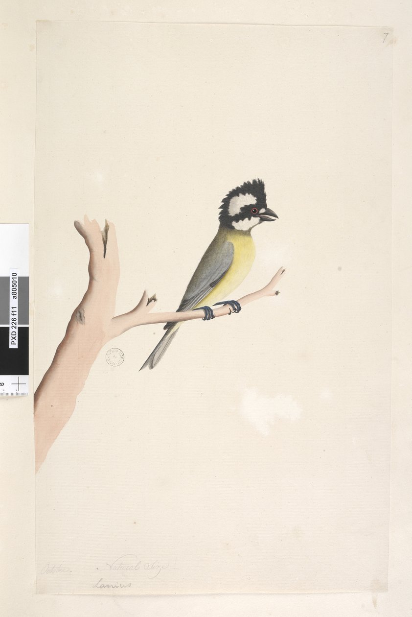 Strona 11. Laniusz. powyższy tytuł w innym rozdaniu Październik. Dzierzba czubata naturalnej wielkości, sikora Falcunculus frontatus, 1791-92 autorstwa Unknown artist