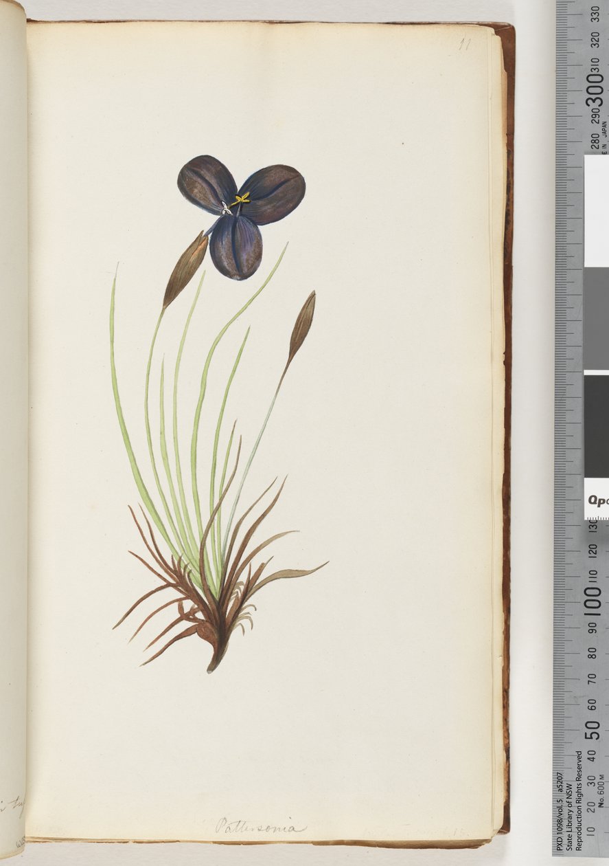 Strona 11. Pattersonia autorstwa Unknown artist
