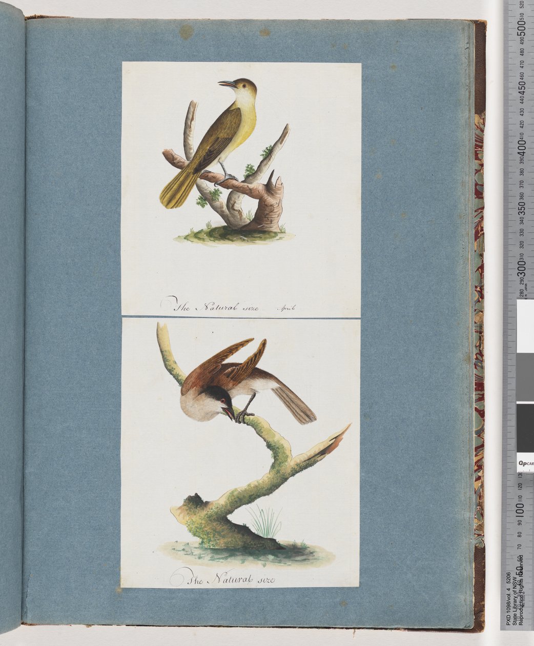 Strona 129. Niezidentyfikowany ptak. 130. Niezidentyfikowany ptak autorstwa Unknown artist