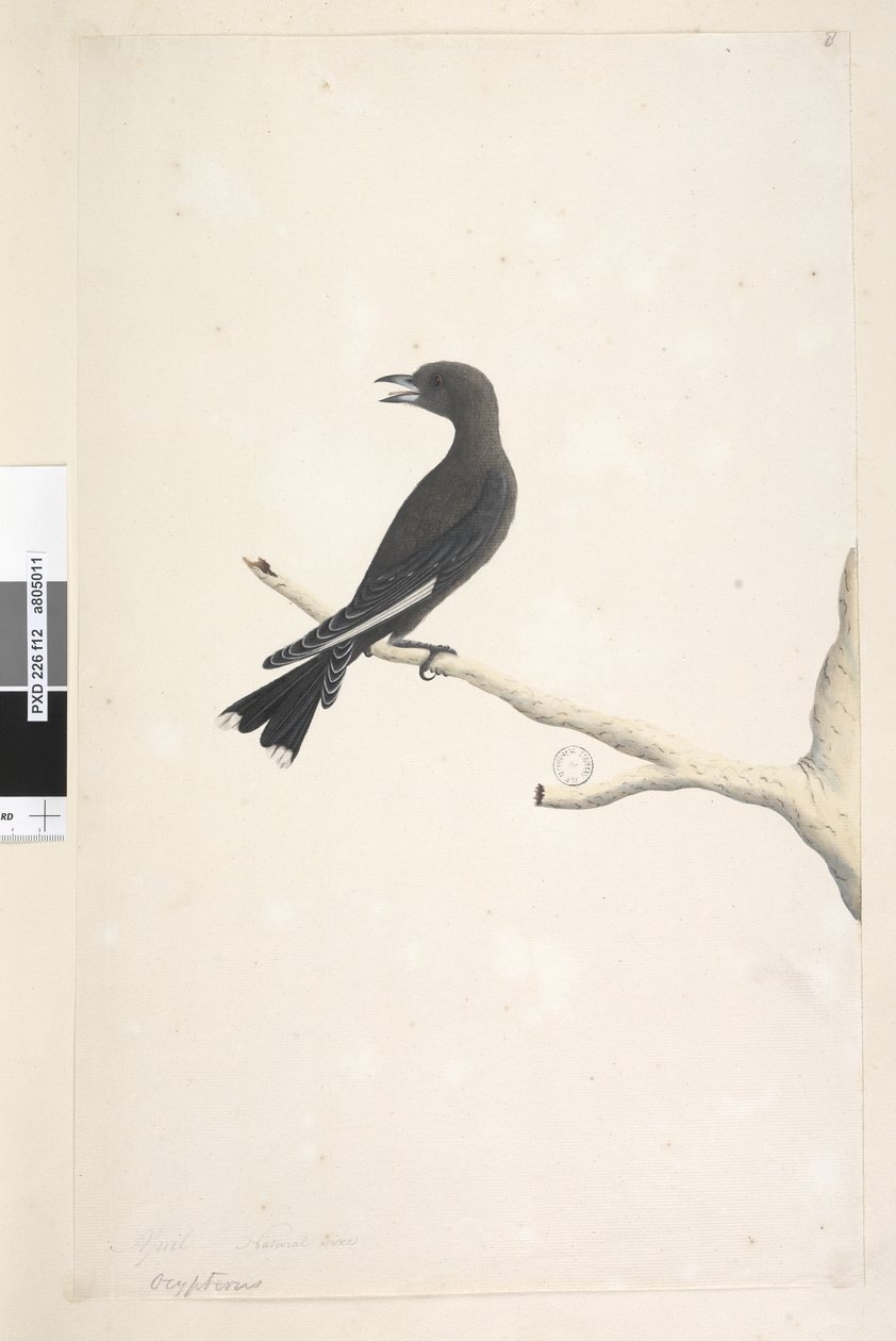 Strona 12. Ocypter. powyższy tytuł w innej ręce Kwiecień, rozmiar naturalny Lasek Ciemny, Jaskółka Artamus cyanopterus, 1791-92 autorstwa Unknown artist