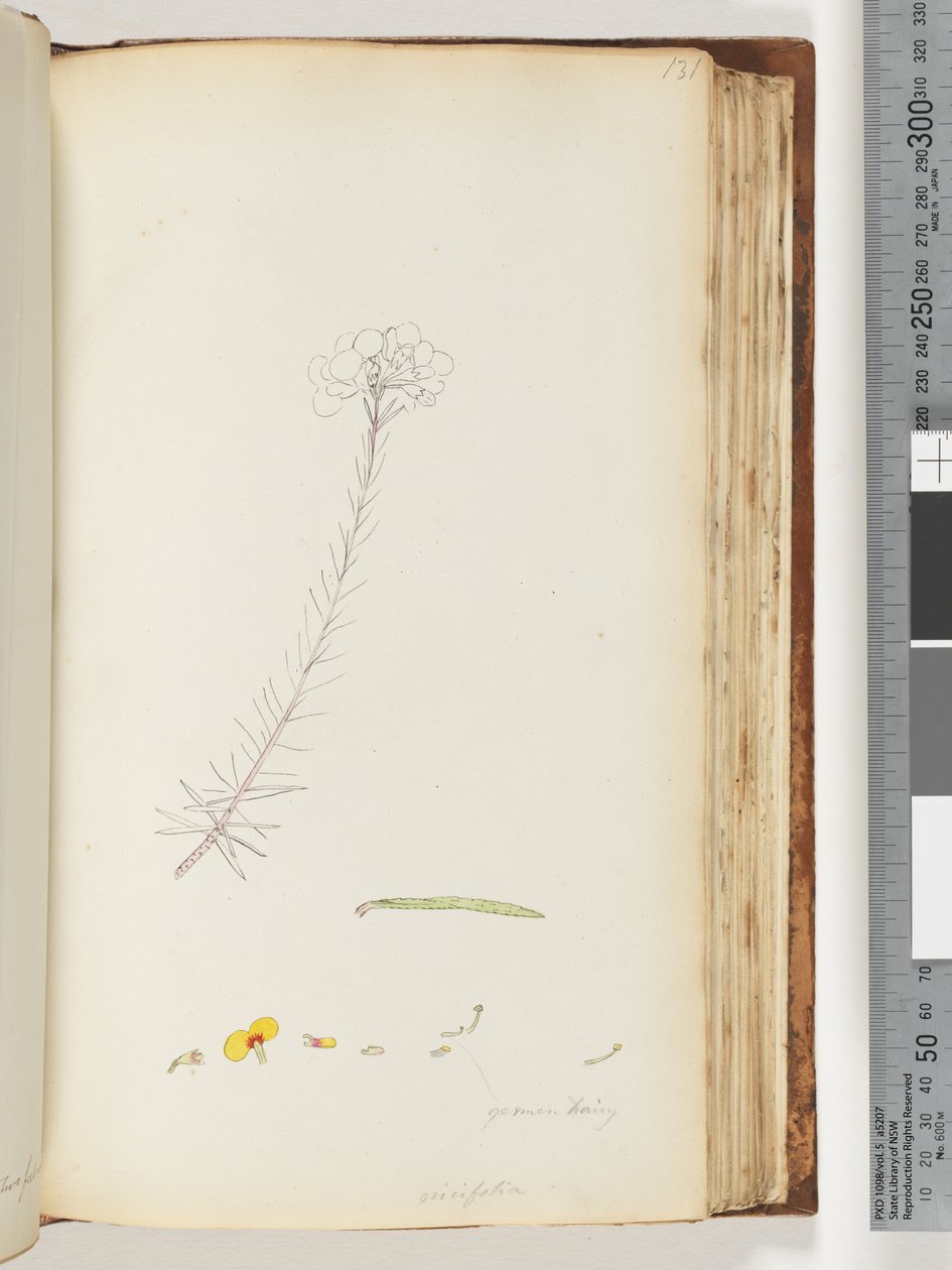 Strona 131. Niemieckie owłosione / Ericifolia niedokończony rysunek autorstwa Unknown artist