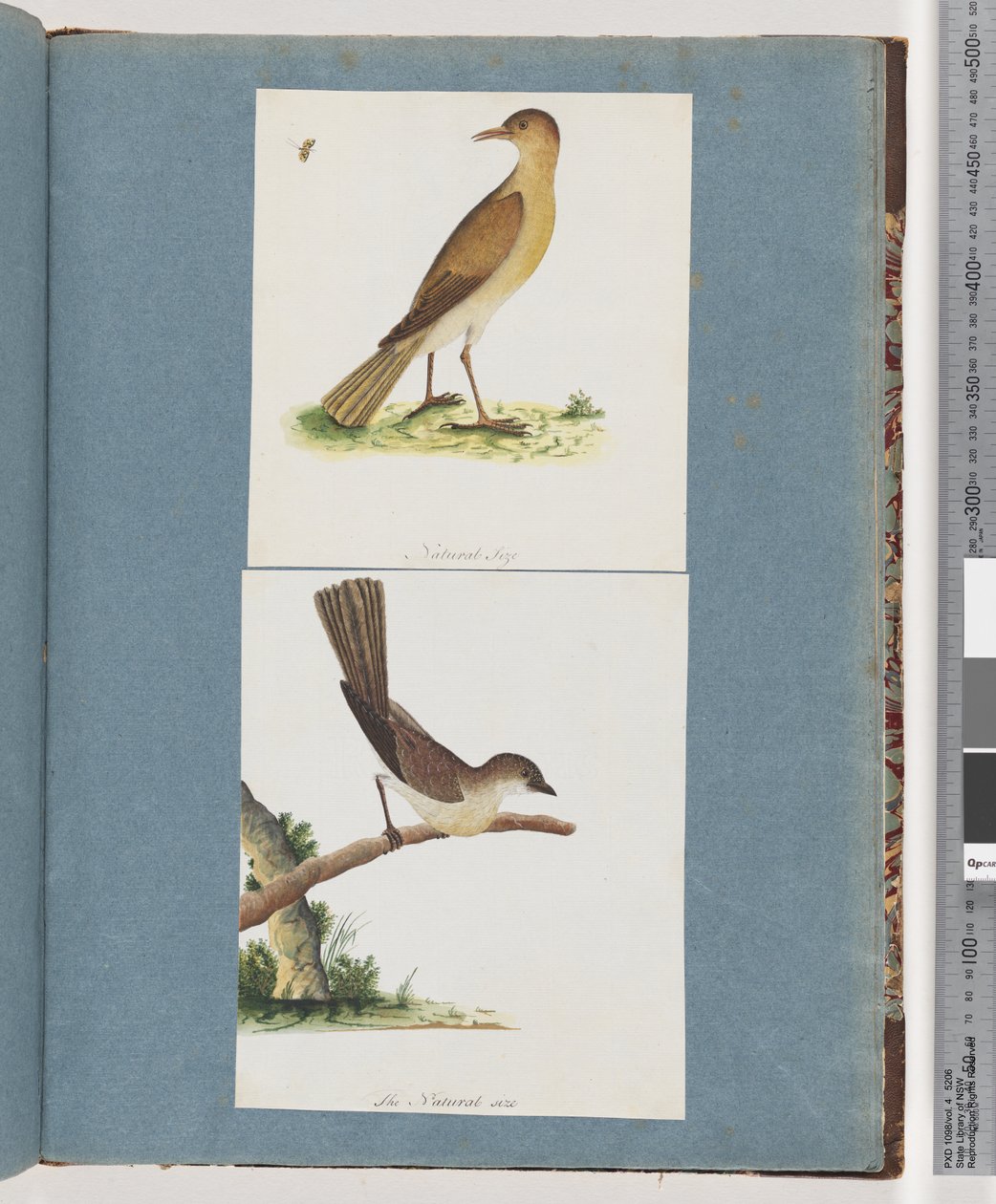 Strona 131. Niezidentyfikowany ptak. 132. Niezidentyfikowany ptak autorstwa Unknown artist