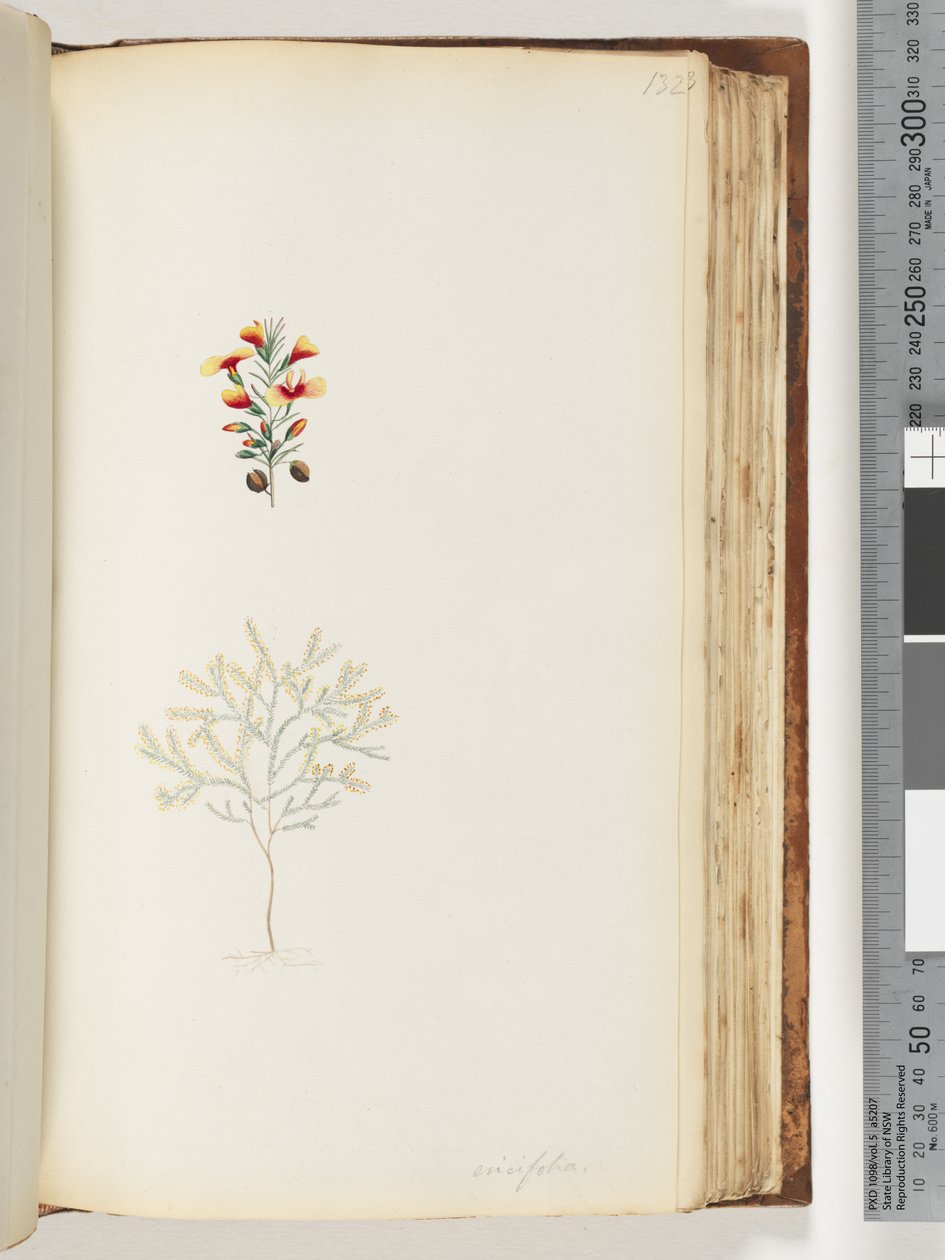 Strona 132. Ericifolia autorstwa Unknown artist
