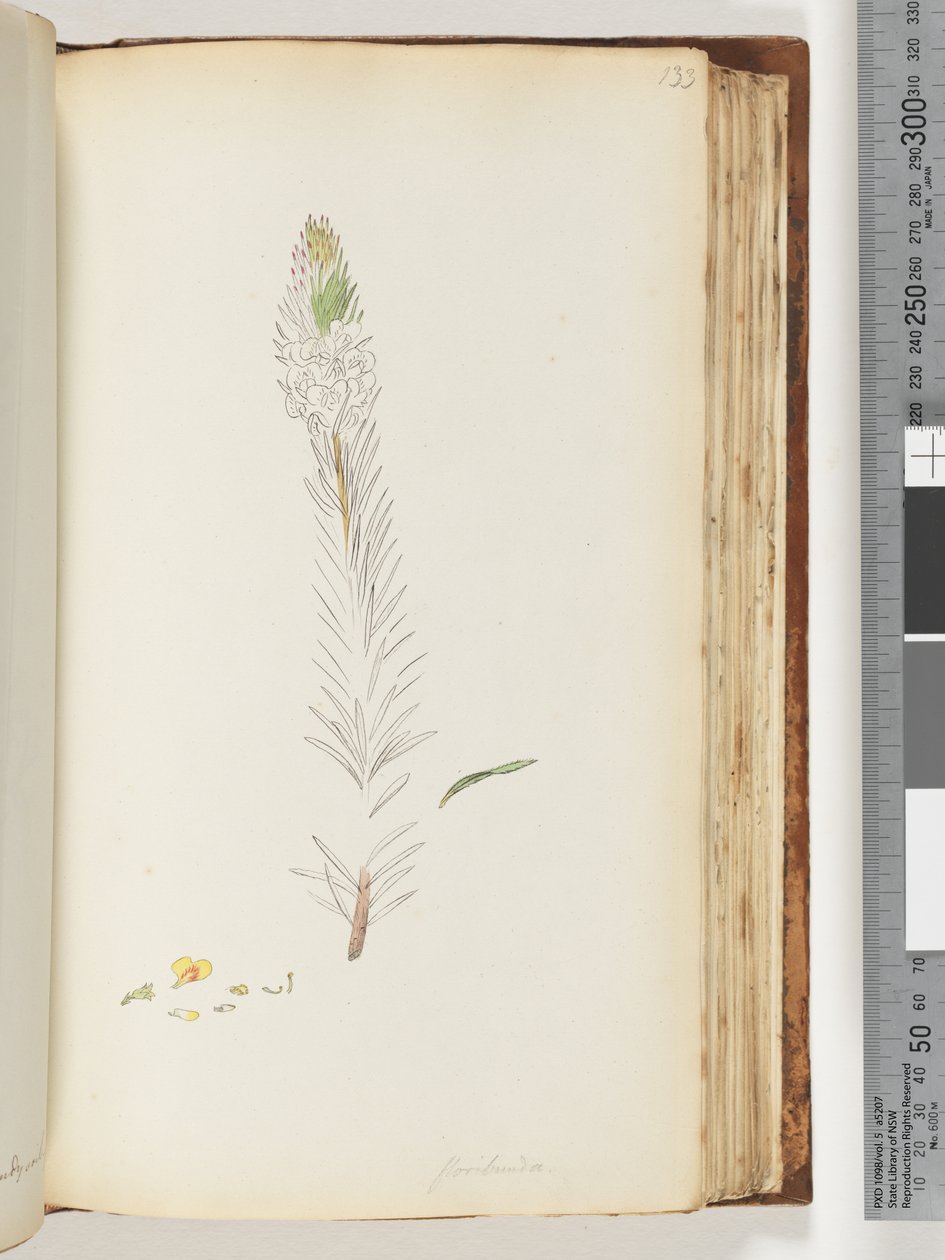 Strona 133. Niedokończony rysunek Floribunda autorstwa Unknown artist