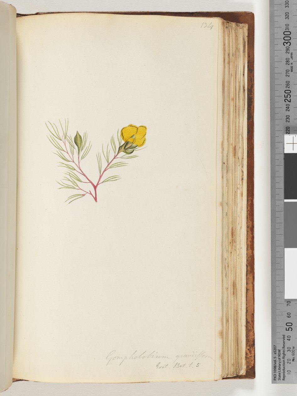 Strona 134. Gompholobium grandiflorum / Exot. Nerw. t. 5 autorstwa Unknown artist