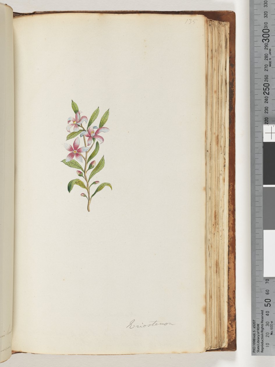 Strona 135. Eriostemon autorstwa Unknown artist