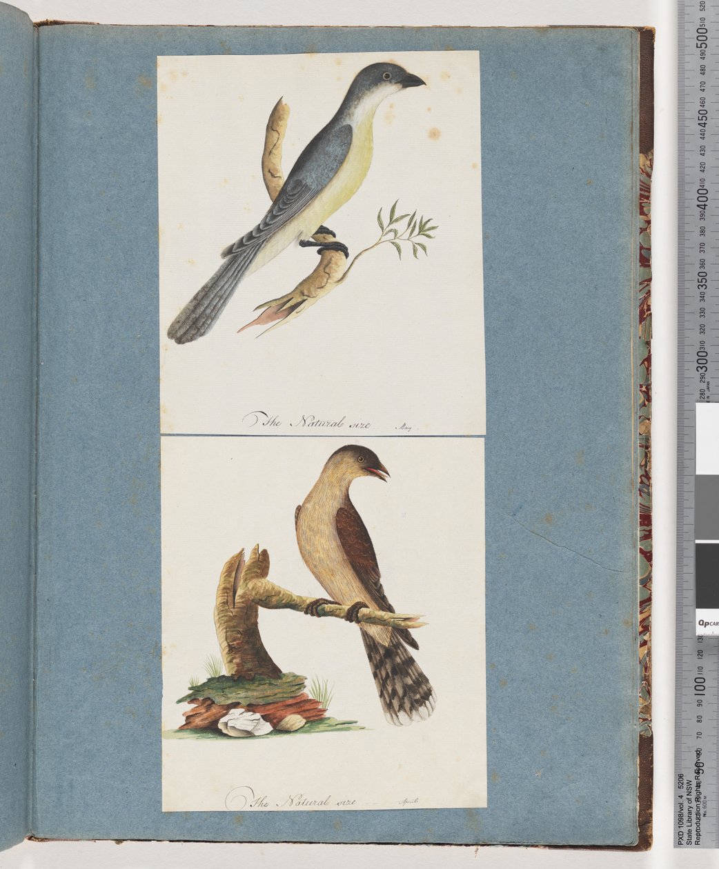 Strona 138. Niezidentyfikowany ptak. 139. Niezidentyfikowany ptak autorstwa Unknown artist