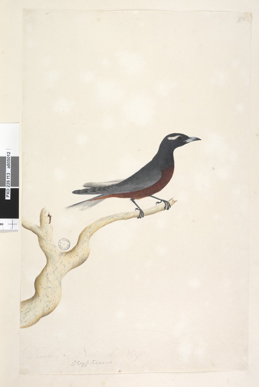 Strona 13. Ocyptamus. powyższy tytuł w innym rozdaniu Grudzień. Naturalny rozmiar Biały, brewed Wood Jaskółka Artamus superciliosus, samiec, 1791-92 autorstwa Unknown artist