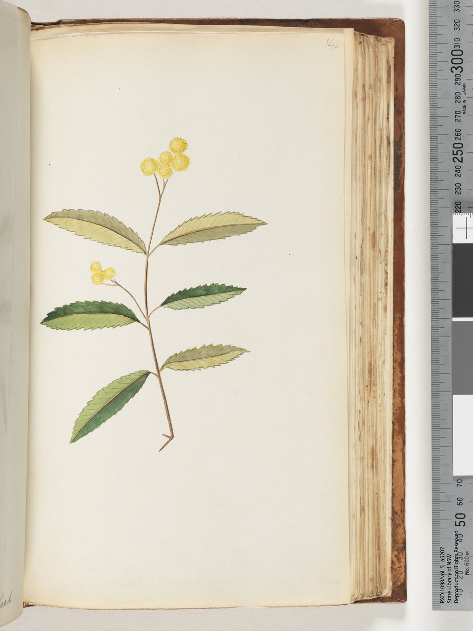 Strona 140. Niezidentyfikowany kwiat, październik 1794 autorstwa Unknown artist
