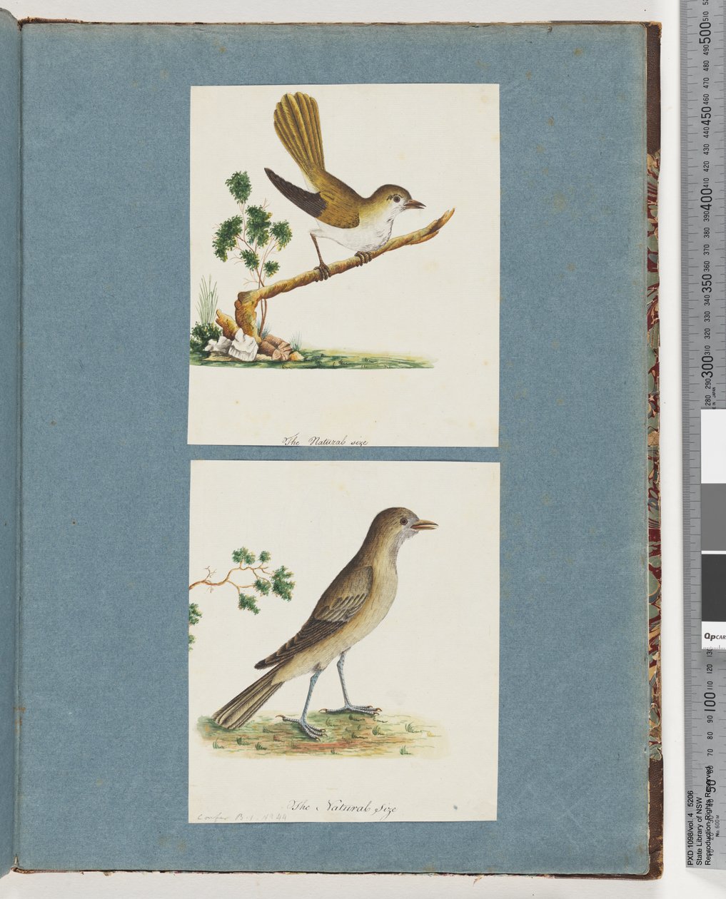 Strona 142. Niezidentyfikowany ptak. 143. Niezidentyfikowany ptak autorstwa Unknown artist