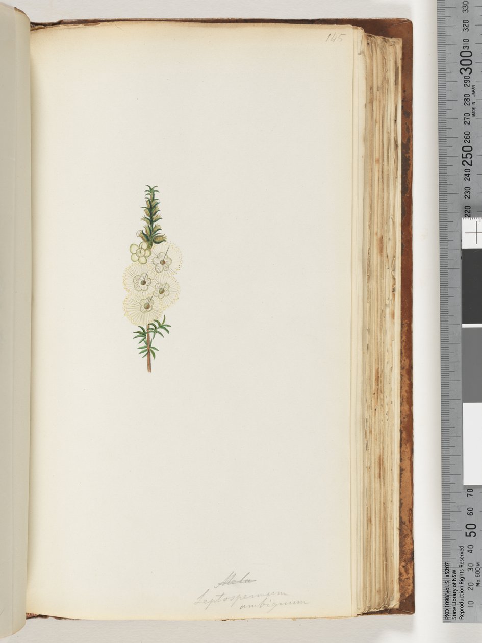 Strona 145. Alela / Leptospermum ambiguum autorstwa Unknown artist