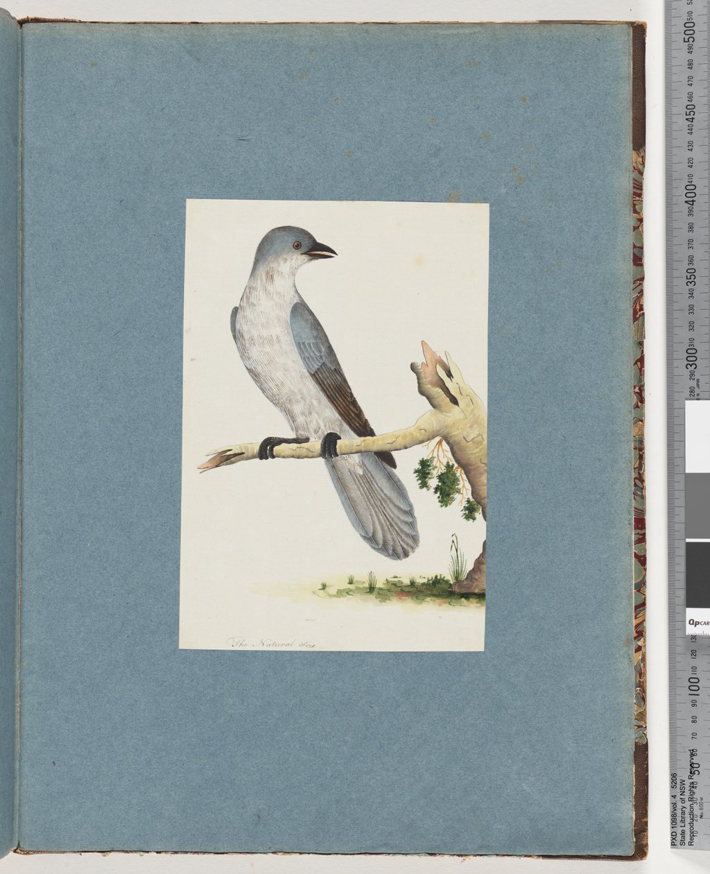 Strona 145. Niezidentyfikowany ptak autorstwa Unknown artist