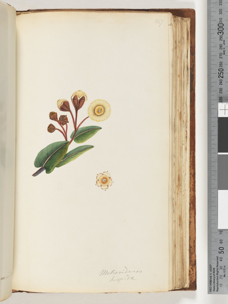 Strona 147. Metrosideros hispida autorstwa Unknown artist