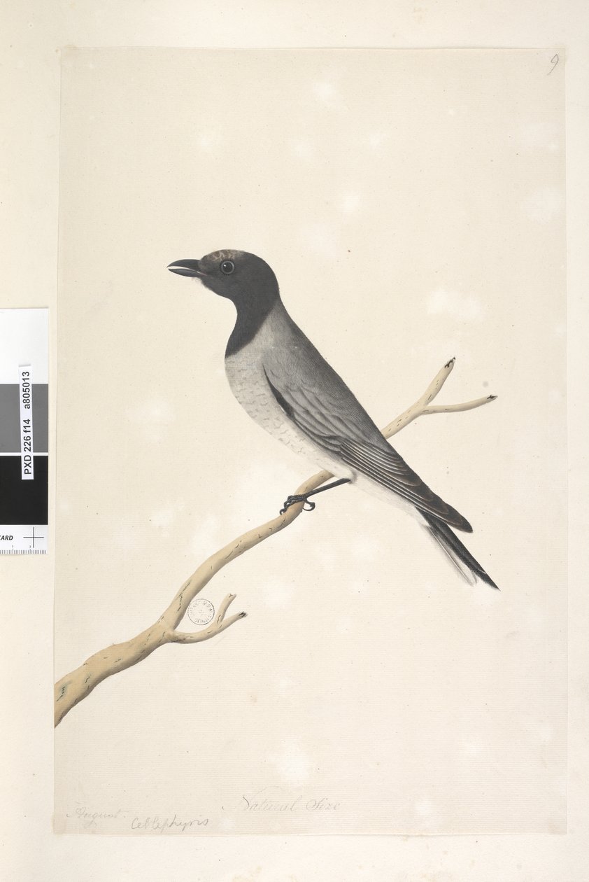 Strona 14. Ceblephyris. powyższy tytuł w innym rozdaniu sierpień. Naturalnej wielkości Mała Kukułka, Dzierzba? Coracina robusta, 1791-92 autorstwa Unknown artist