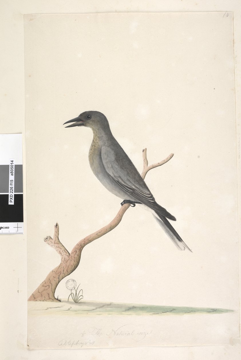 Strona 15. Ceblephyris. powyższy tytuł w innej ręce naturalnej wielkości Grey Currawong Strepera versicolor, 1791-92 autorstwa Unknown artist