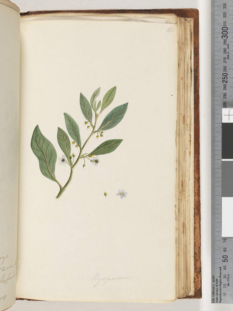 Strona 161. Myoporum autorstwa Unknown artist