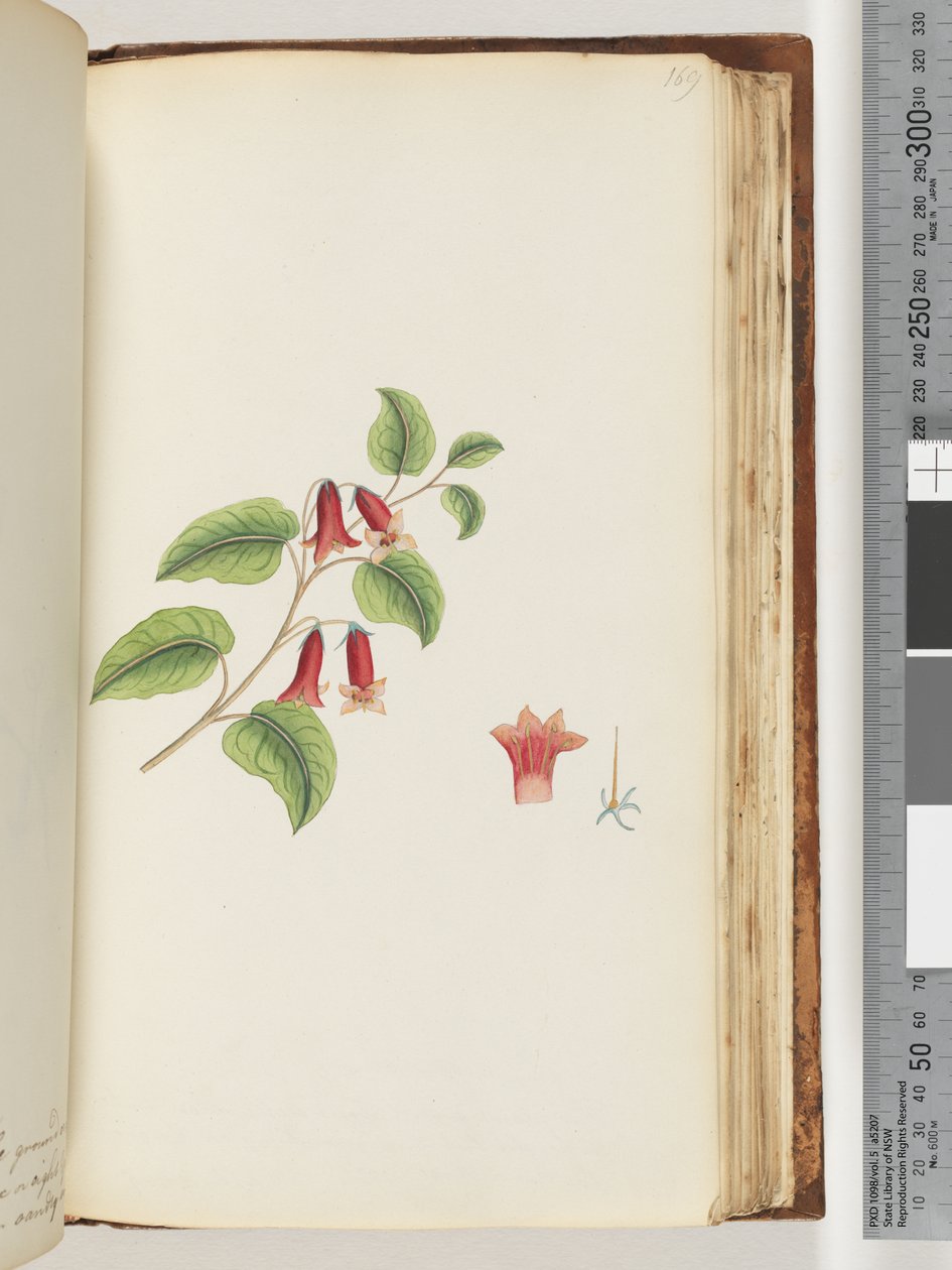 Strona 169. Nienazwana roślina kwitnąca autorstwa Unknown artist