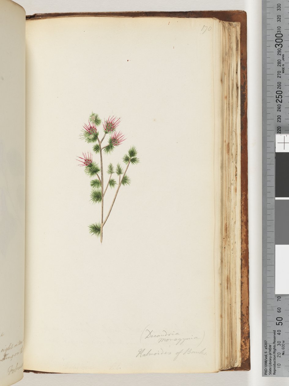 Strona 170. Decandria monogynia. Kalmoides z Banków autorstwa Unknown