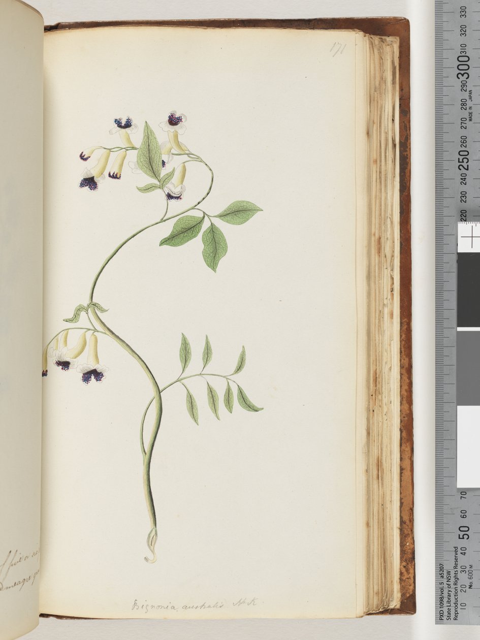 Strona 171. Bignonia australijska H.K autorstwa Unknown artist