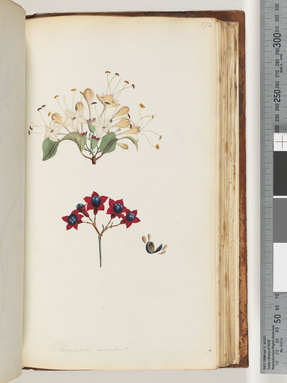 Strona 172. Volkameria scandens / Drzewo Cumberland autorstwa Unknown artist