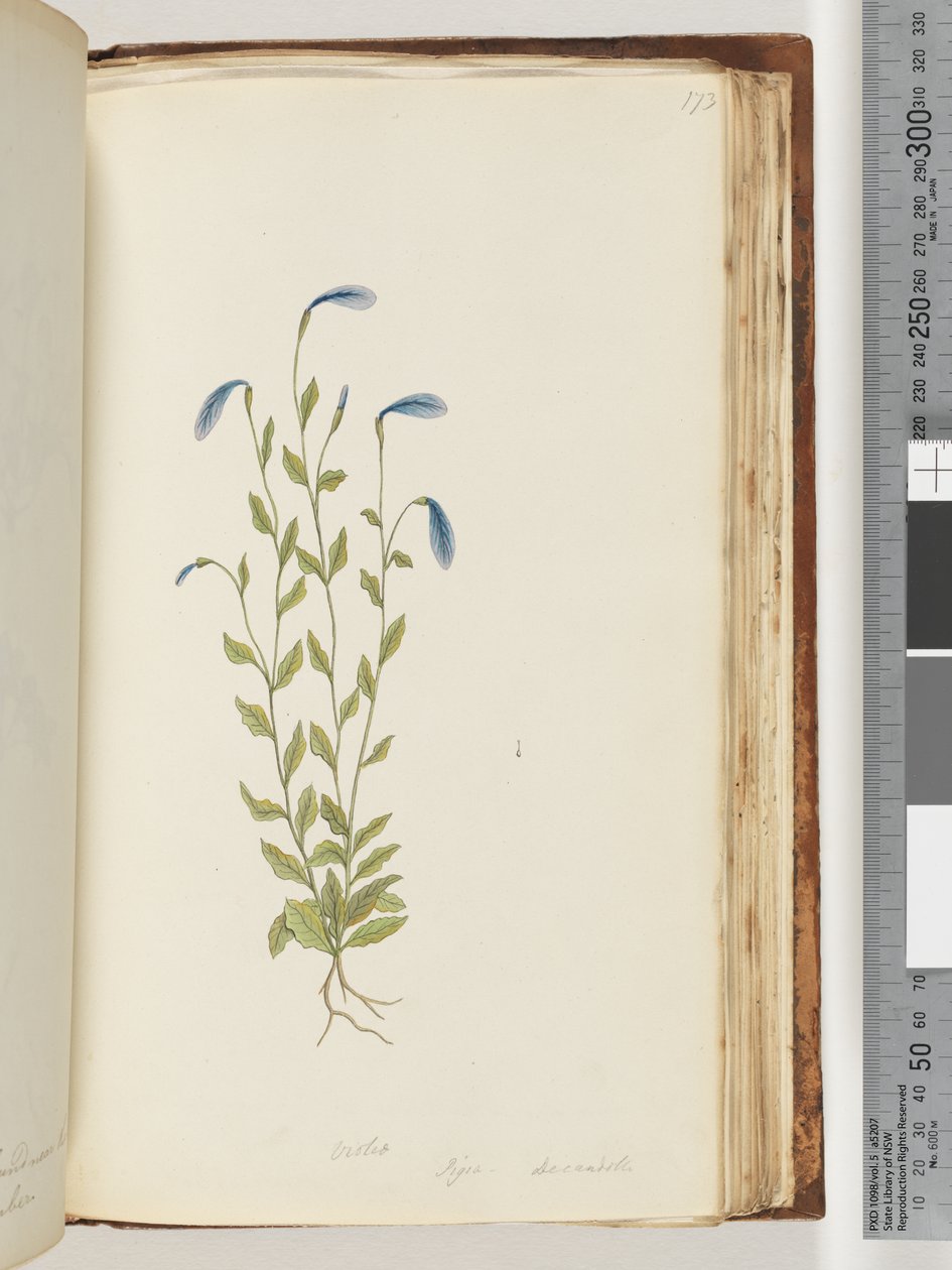 Fioletowy. Pigia, Decandolli autorstwa Unknown artist