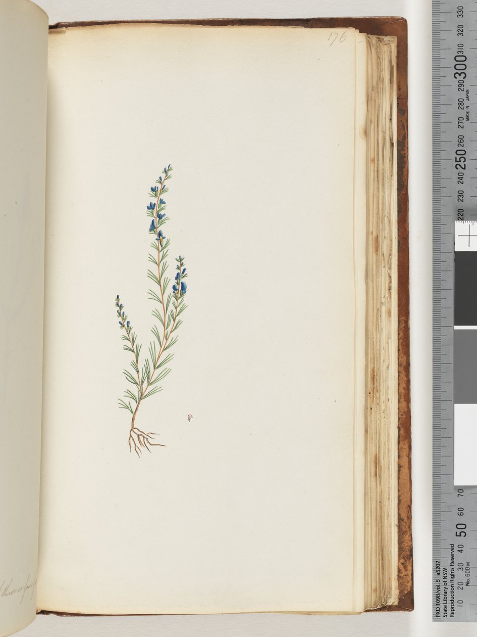 Strona 176. Niezidentyfikowana roślina autorstwa Unknown artist