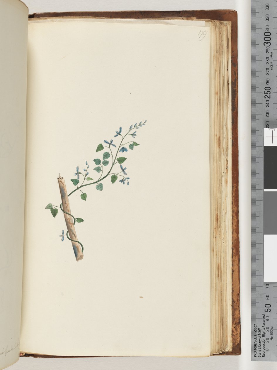 Strona 179. Niezidentyfikowana roślina autorstwa Unknown artist