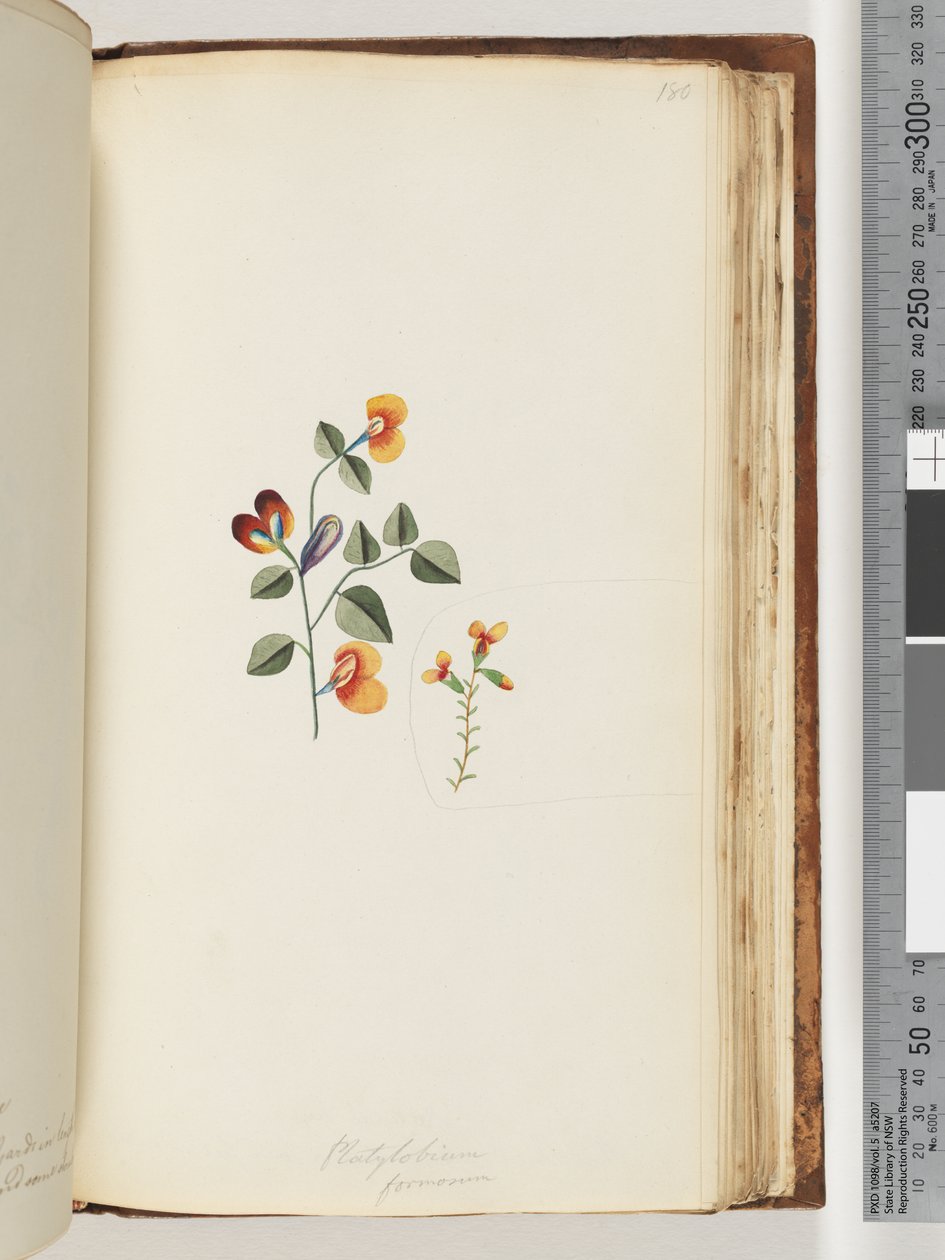 Strona 180. Platylobium formosum / Przystojny Płaski groszek autorstwa Unknown artist